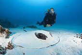 Diver and Blackspotted Stingray hiding in sand Maldives