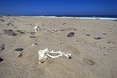 Animal bones in the sand Skeleton Coast Namibia 