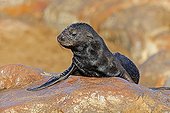 Young Cape fur seal on rock Cape Cross Namibia 