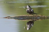 Black Tern on artificial nest with fish prey Netherlands 