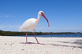 American White Ibis walking on beach Florida USA