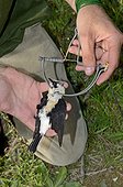 Black-eared Wheatear trap illegally trapped on Ponza island 
