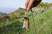 Common redstart illegally trapped on Ponza island