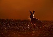 European hare at dusk Norfolk UK
