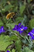 Greater Bee Fly  in front of flower in April Denmark 