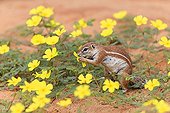 South African Ground Squirrel eating Puncturevine flowers