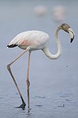 Rosy Greater Flamingo wading France 
