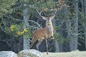10 horns red deer in fall France 