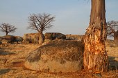 Baobab damaged by Elephants Ruaha NP Tanzania 