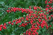 Cotoneaster branches of fruit France