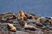 Steller Sea Lions in Johnstone Strait Canada 