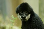 Portrait of male Crested Gibbon Zoo Mulhouse France