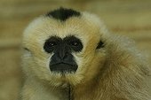 Female White-cheecked Gibbon Zoo Mulhouse France