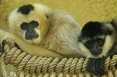 Female White-cheecked Gibbonand young  Zoo Mulhouse France