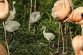 Red flamingos and young Zoo Mulhouse France 