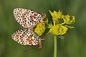Spotted Fritillaries mating on a flower of Euphorbia