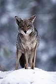 Coyote in the snow in Sequoia NP USA 