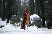Snowy landscape of Sequoia NP in USA 