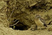 Young Burrowing Owl in Ecuador 