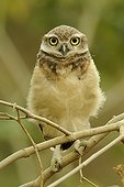 Young Burrowing Owl on a branch in Ecuador 