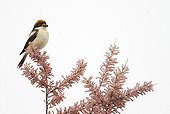 Woodchat shrike on the top of a tree at spring Greece