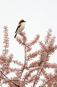 Woodchat shrike on the top of a tree at spring Greece