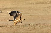 Tawny eagle taking off from the ground of the Kalahari