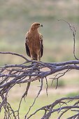 Tawny eagle on a branch in the desert of Kalahari
