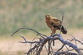 Tawny eagle on a branch in the desert of Kalahari