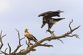 Dispute between a Lappet-faced Vulture and young Tawny Eagle