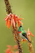 Southern Double-collared Sunbird South Africa 