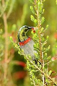 Southern Double-collared Sunbird South Africa