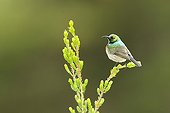 Lesser Double-collared Sunbird on a branch South Africa