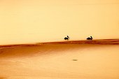 Landscape of Lake Kerkini in Greece 