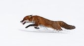 Red Fox running in the snow GB