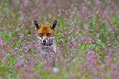 Red Fox sitting in a flowering meadow in summer GB