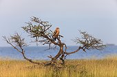 Tawny eagle watching savannah of Etosha NP Namibia  