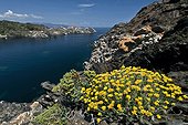 Immortal flowers Cap de Creus NP Catalonia Spain 