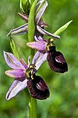Bertoloni's Bee Orchid flowers Catalonia Spain 