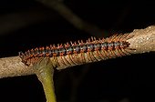 Centipede on branch in rainforest in French Guiana 