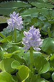 Common water hyacinth ; EICHHORNIA CRASSIPES NANA