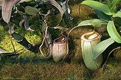 Pitcher plant ; NEPENTHES