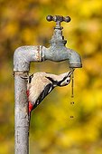 Great Spotted Woodpecker drinking water from a tap GB