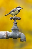 Great tit perched on a water tap GB