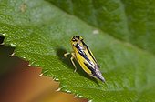 Yellow and black leafhopper Dyrehave Denmark in July