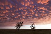 Mammatus roses in the early evening of Nebraska USA ; more than 200 km from the core of the supercell