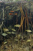 Snappers schooling among roots of mangroves Bahamas