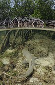 Juvenile Lemon Shark in mangroves Bimini Bahamas