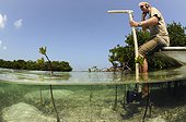Biologist tracking a lemon shark in mangrove Bahamas ; marine biologist from the Bimini Biological Field Station, tracks tagged Lemon Sharks through the mangroves using a directional hydrophone. 
