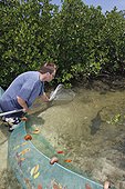 Biologist catching a lemon shark in mangrove Bahamas ; Tristan Guttridge marine biologist from the Bimini Biological Field Station, working in the mangroves to net a young Lemon Shark to be measured